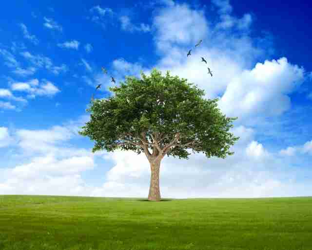 Time to plant tree